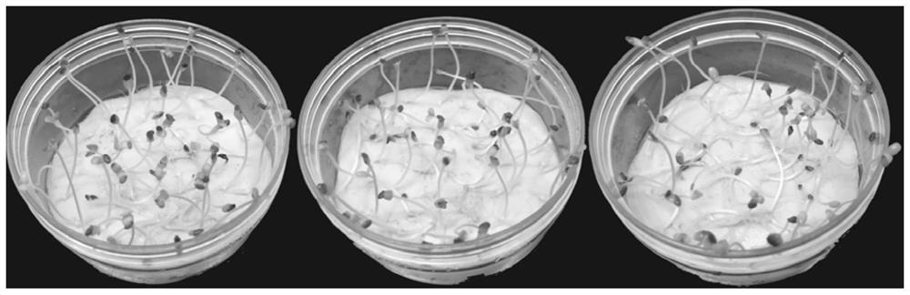 Sesame seed coating agent and coating method