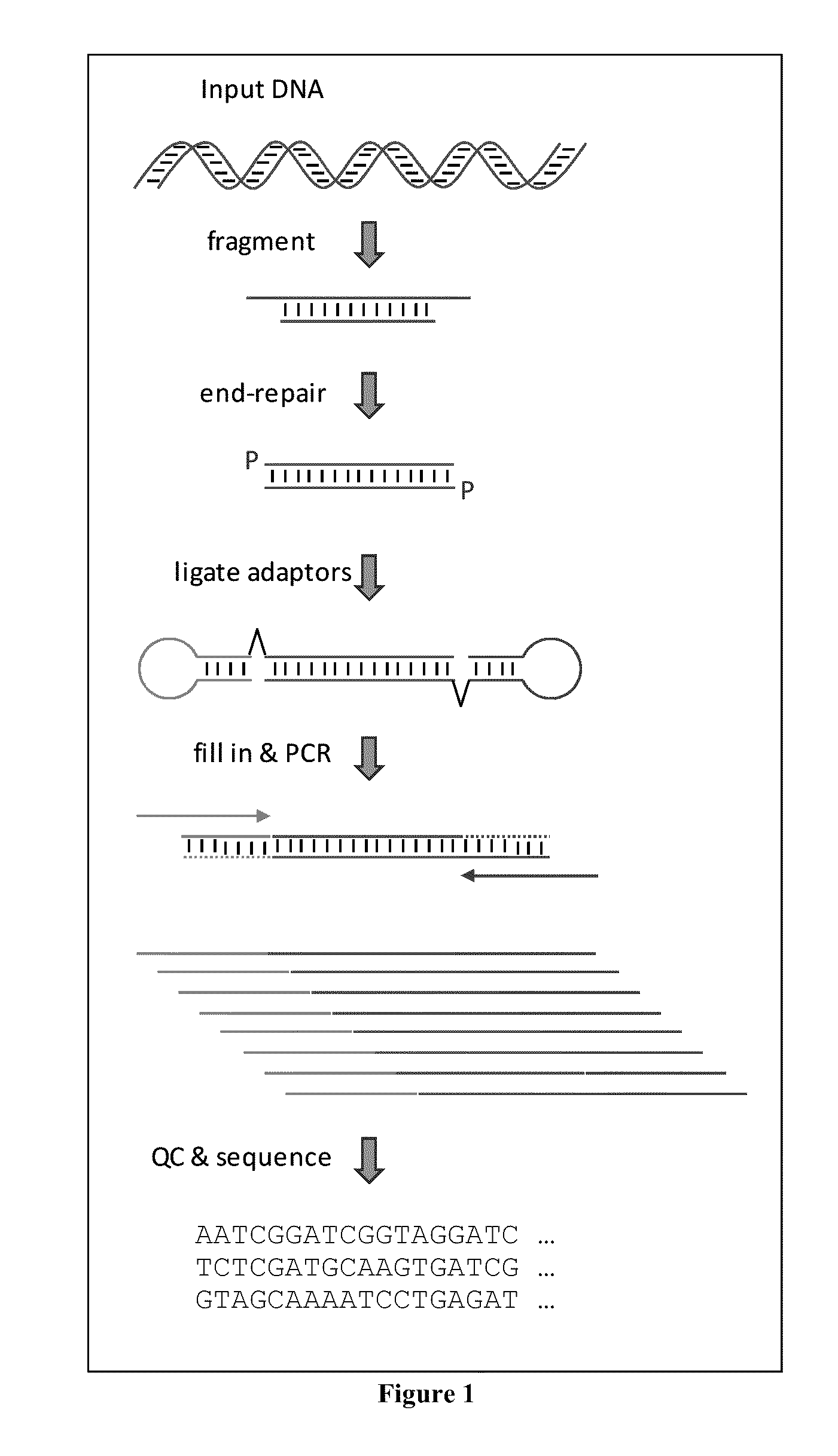 Methods and Compositions for Multiplex Sequencing