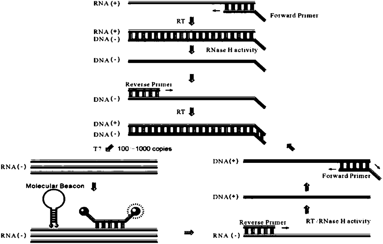 Molecular-biological detection method for chlamydia trachomatis infection based on SAT (Simultaneous Amplification and Testing) of RNA target