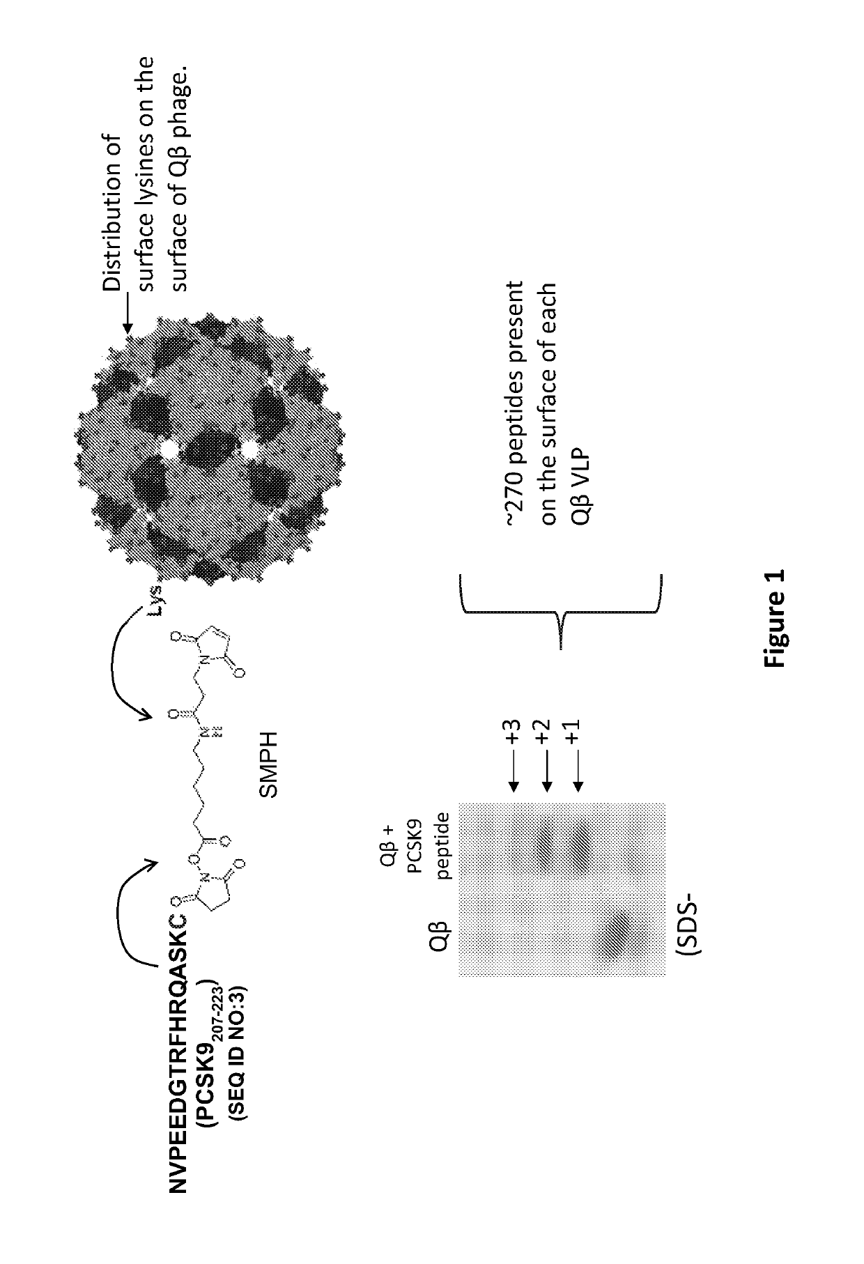 PCSK9 peptide vaccine conjugated to a Qbeta carrier and methods of using the same