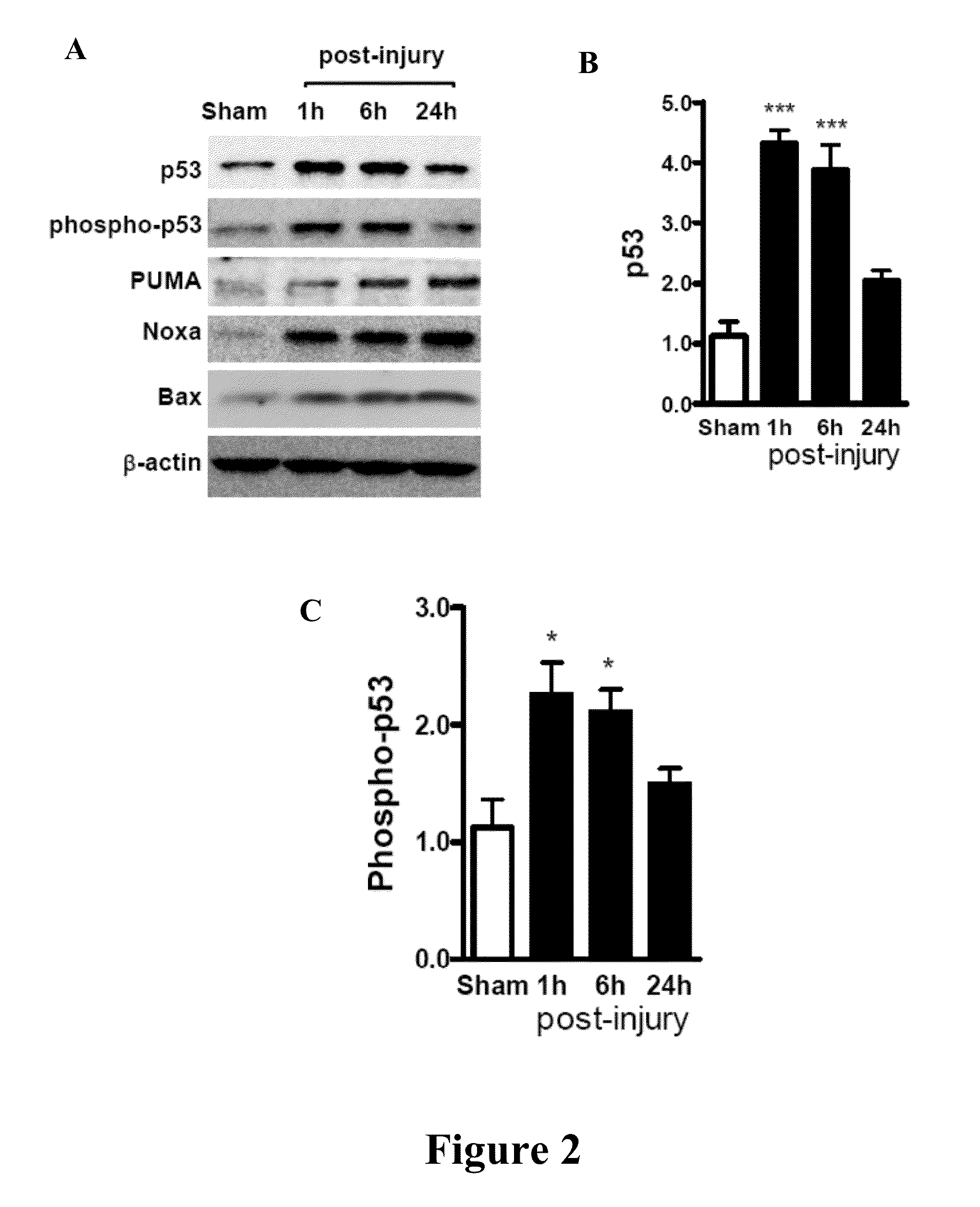 Use of miR-23a-3p and/or miR-27a-3p mimics as therapeutic agents for inhibition of neuronal apoptosis following brain injury