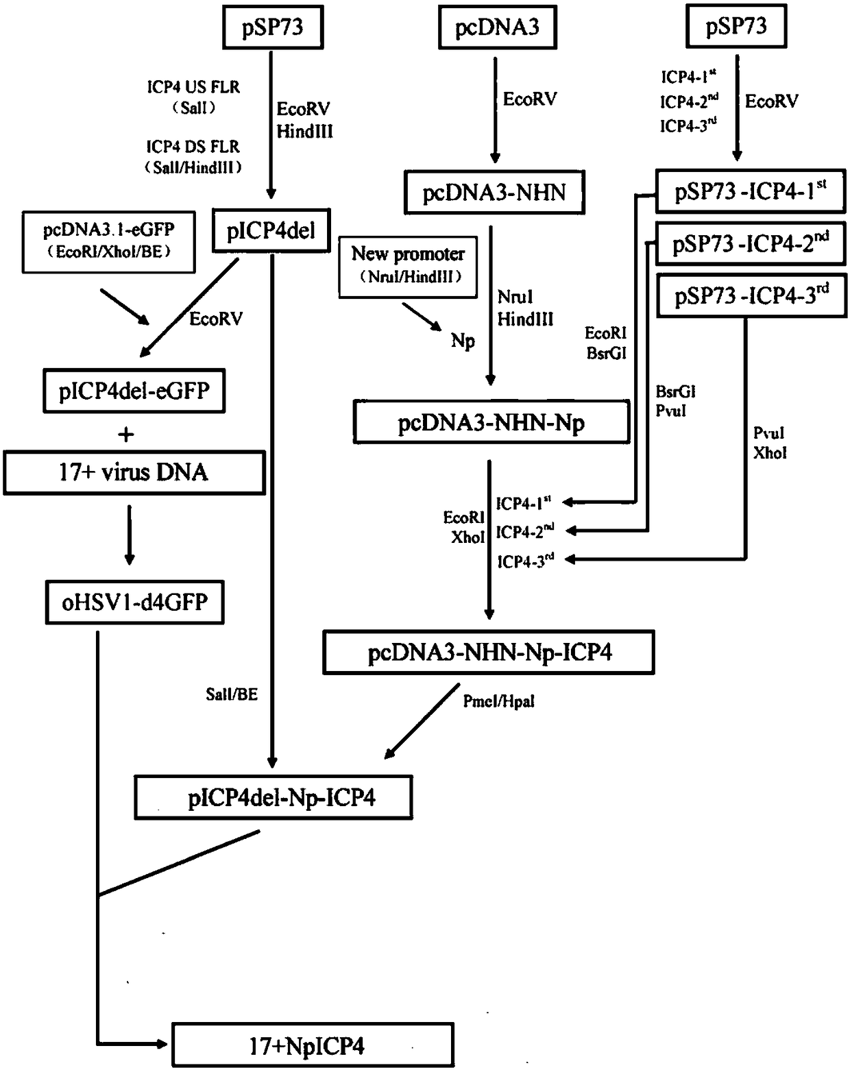 Noninvasive method and kit for capturing and separating fetus cells from parent