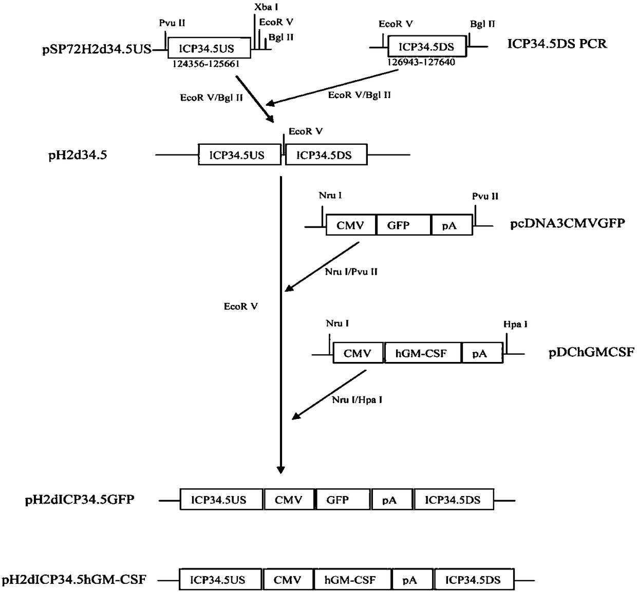 Noninvasive method and kit for capturing and separating fetus cells from parent