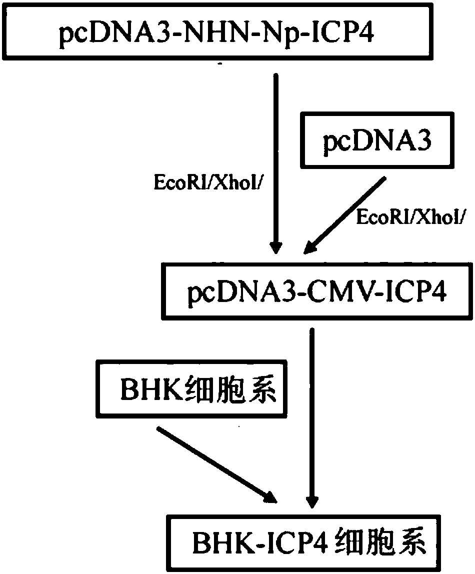 Noninvasive method and kit for capturing and separating fetus cells from parent