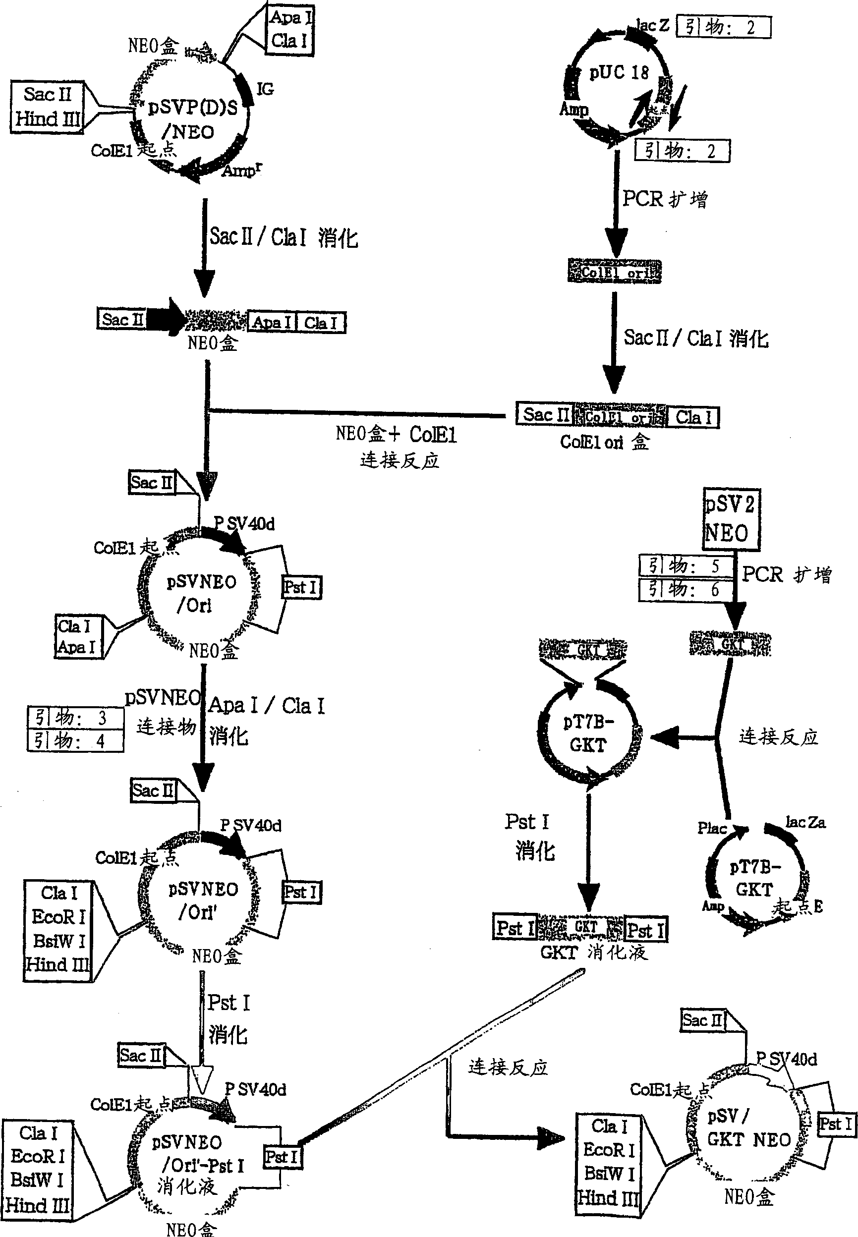 High-expression vector for animal cells