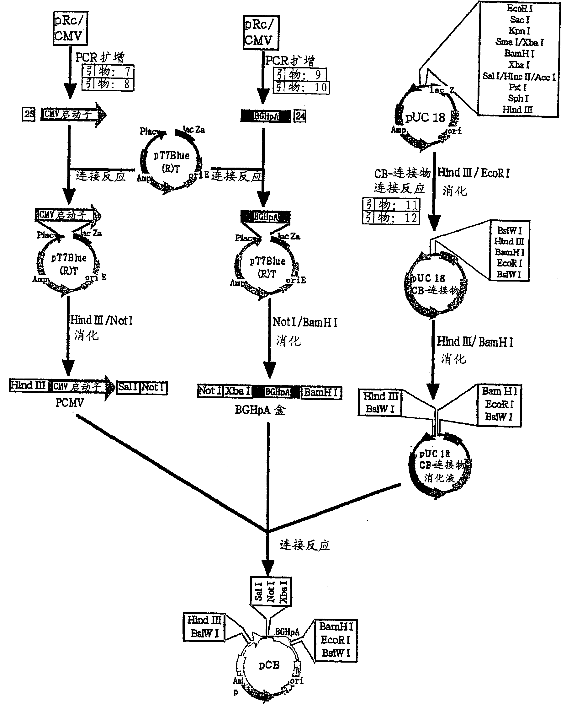 High-expression vector for animal cells