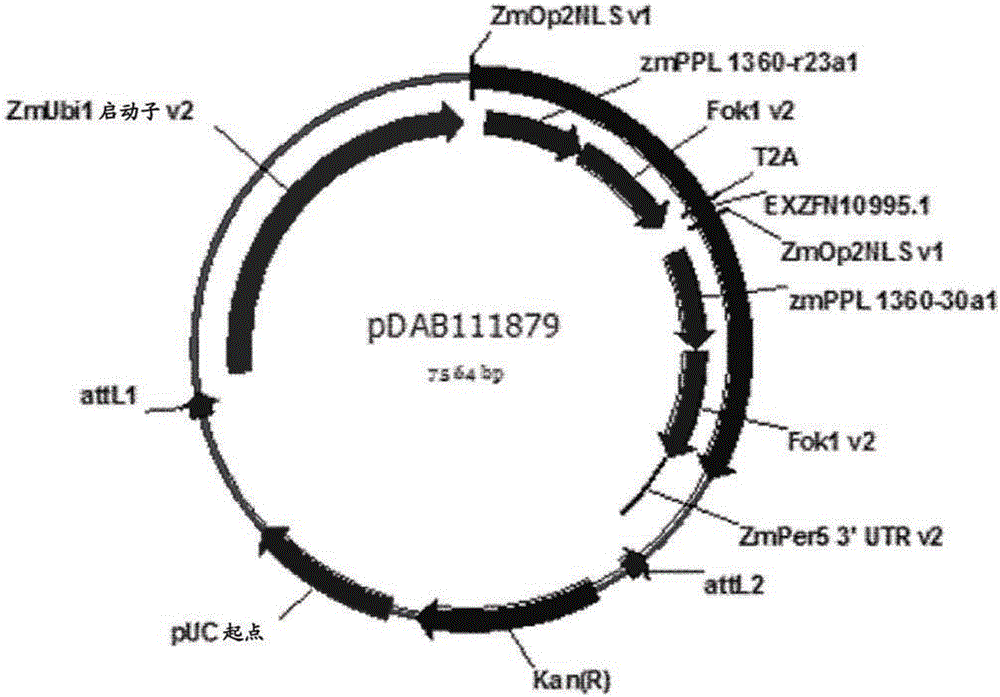 Haploid maize transformation