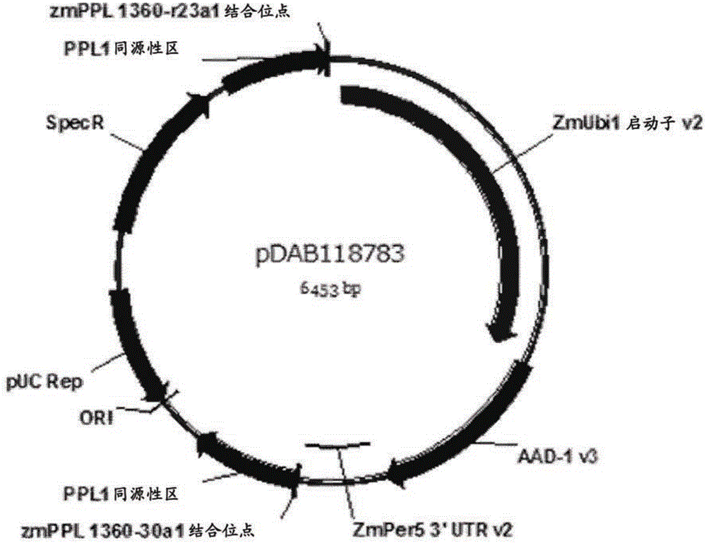 Haploid maize transformation