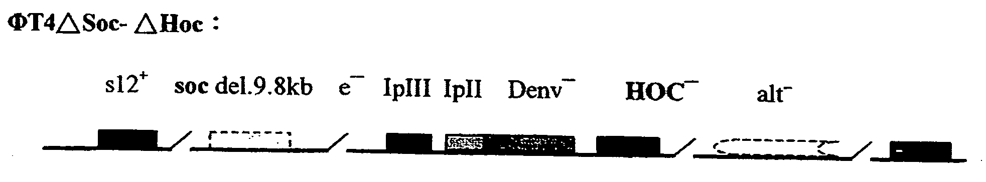 Novel recombinant T4 phage particle containing HIV, H. pylori or cancer antigens and uses thereof