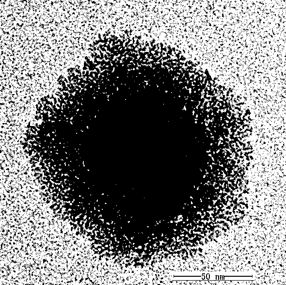 A superparamagnetic Fe  <sub>3</sub> o  <sub>4</sub> -pamam-tio  <sub>2</sub> Preparation method of core-shell structured nanoparticle photocatalyst