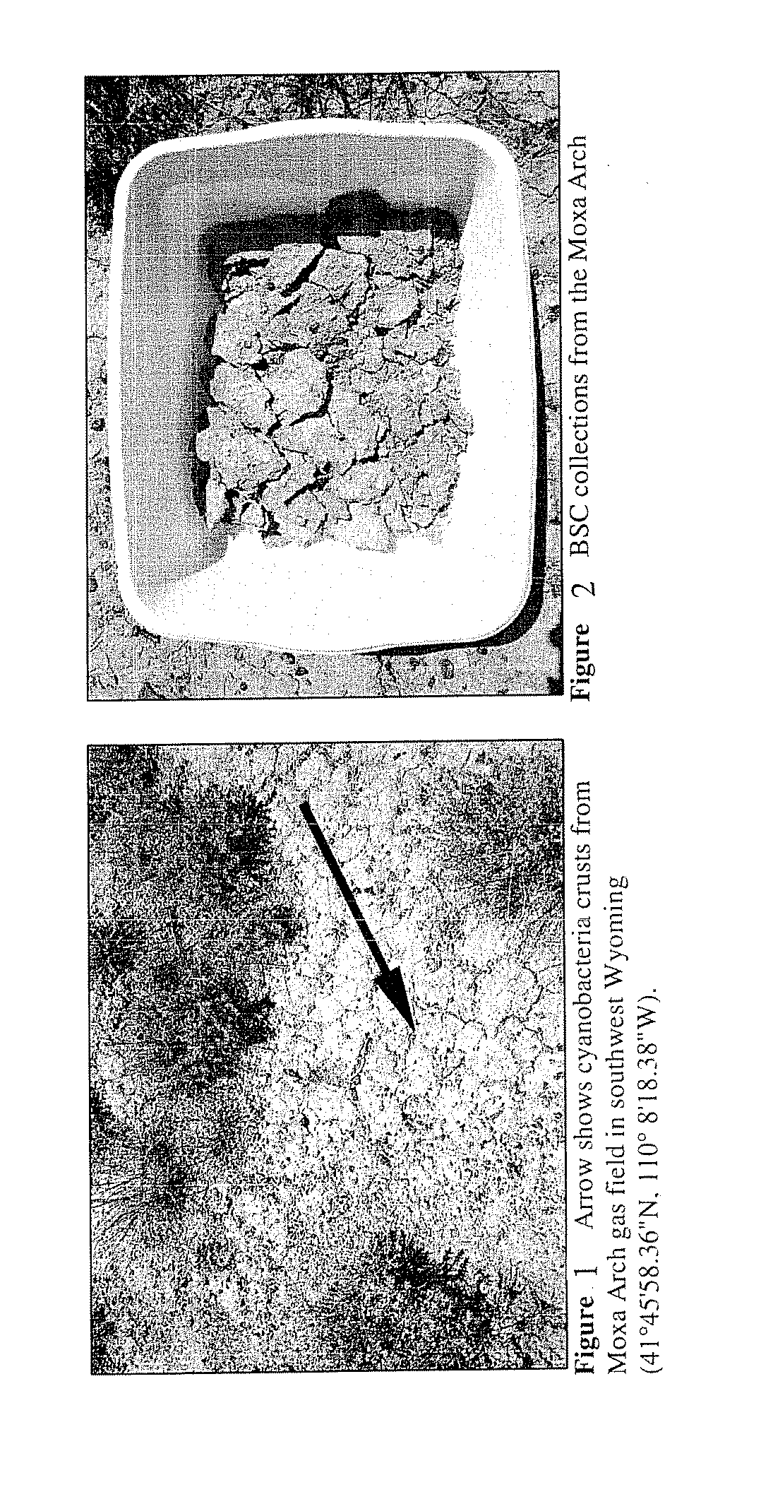 Arid land soil crust restoration