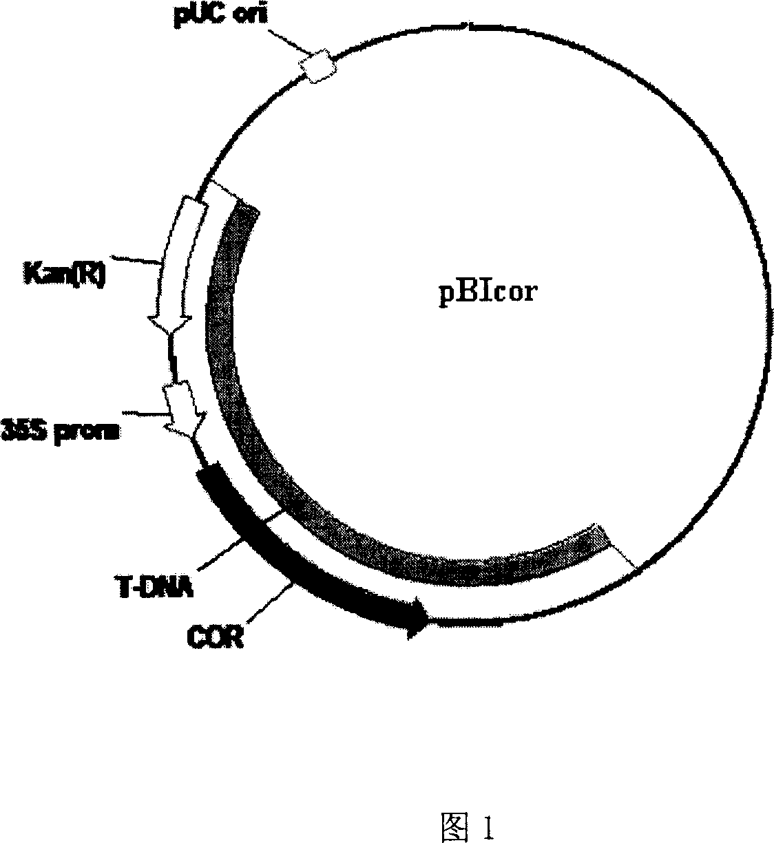 Descurainiasophia cold-resisting gene DsCOR gene, preparation method and application thereof