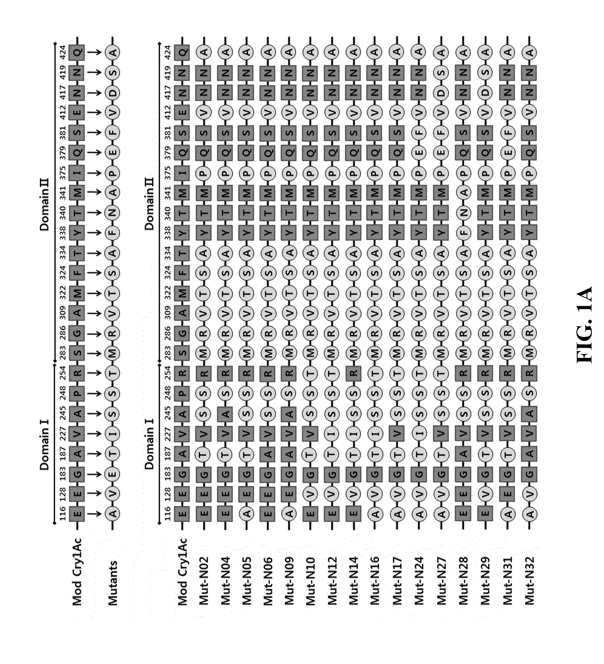 Mutant bacillus thuringiensis proteins and genes encoding the same with improved insecticidal activity and use thereof