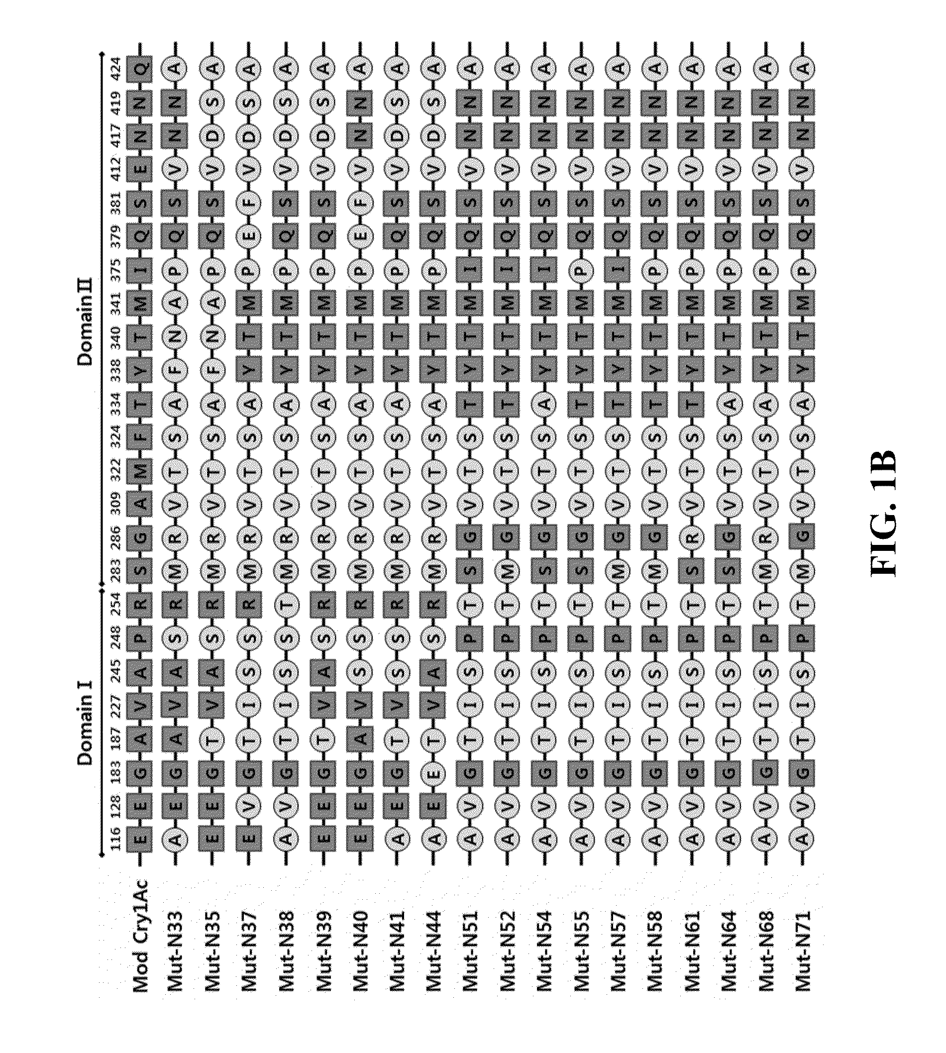 Mutant bacillus thuringiensis proteins and genes encoding the same with improved insecticidal activity and use thereof