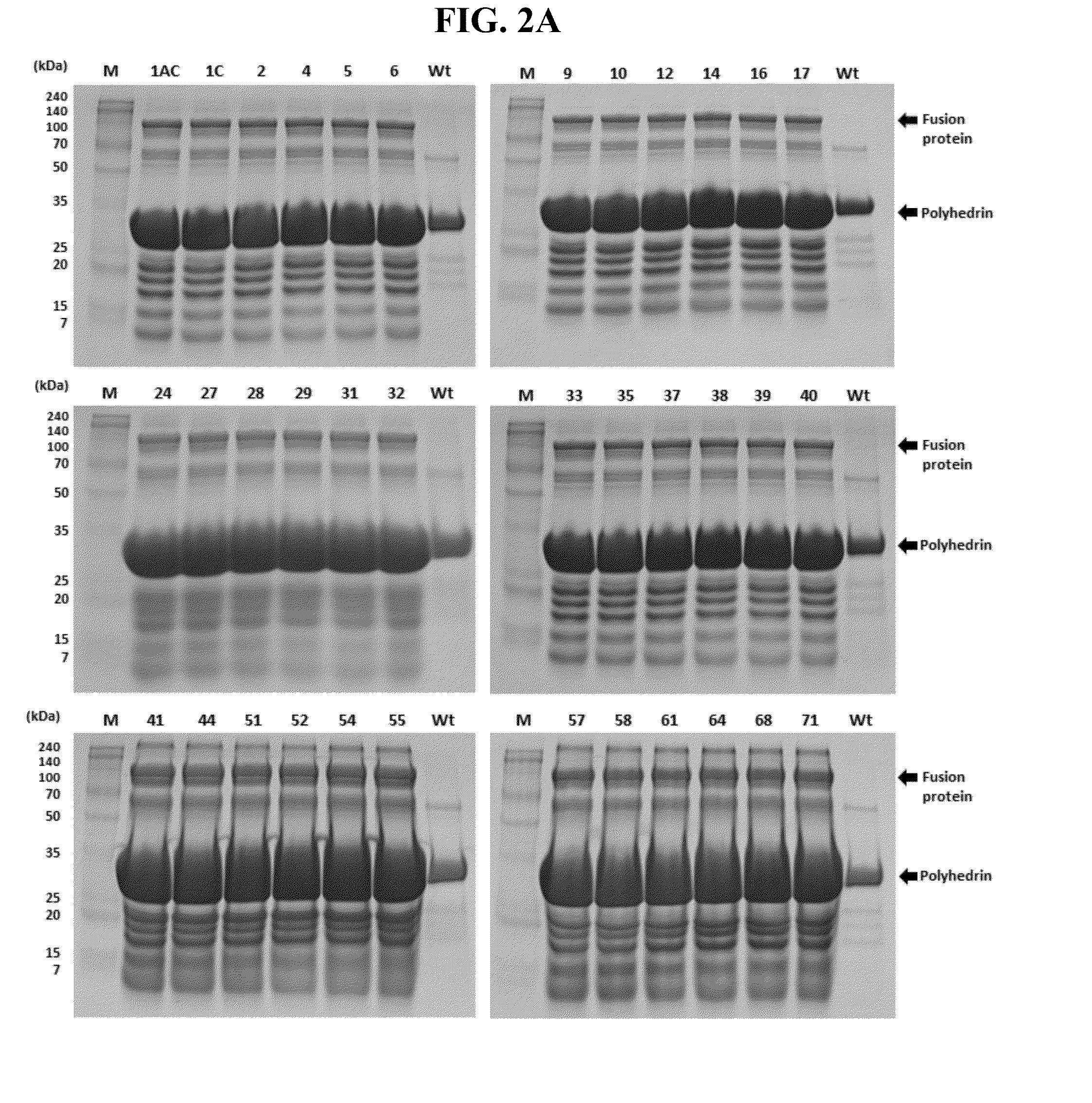 Mutant bacillus thuringiensis proteins and genes encoding the same with improved insecticidal activity and use thereof