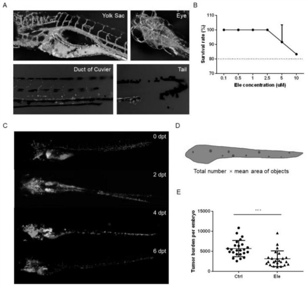 Application of a small molecule in the preparation of drugs for mutant uveal melanoma