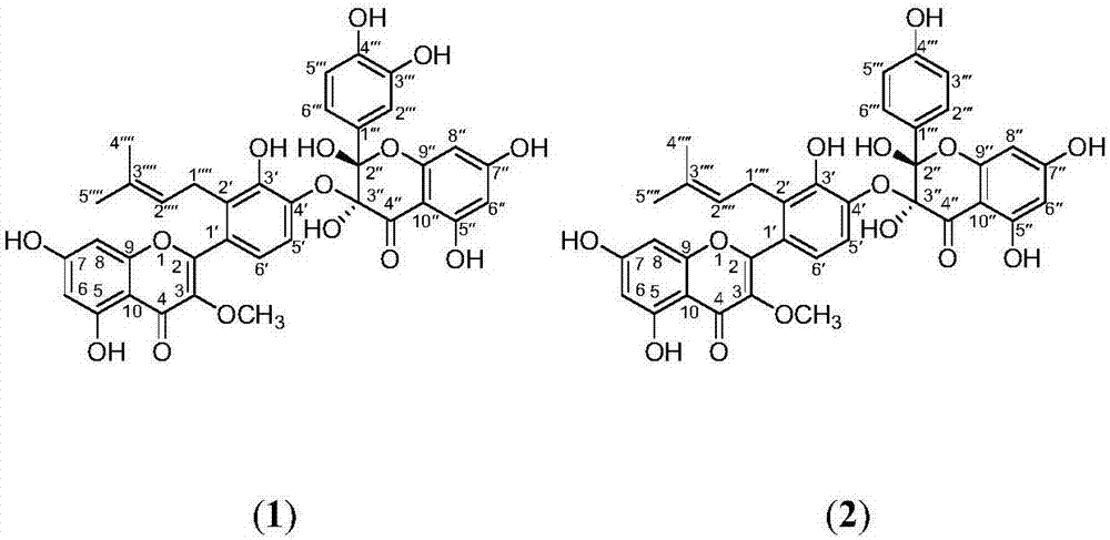 Preparation method and application of two prenylated bisflavones podoverine B and podoverine C in Taoerqi