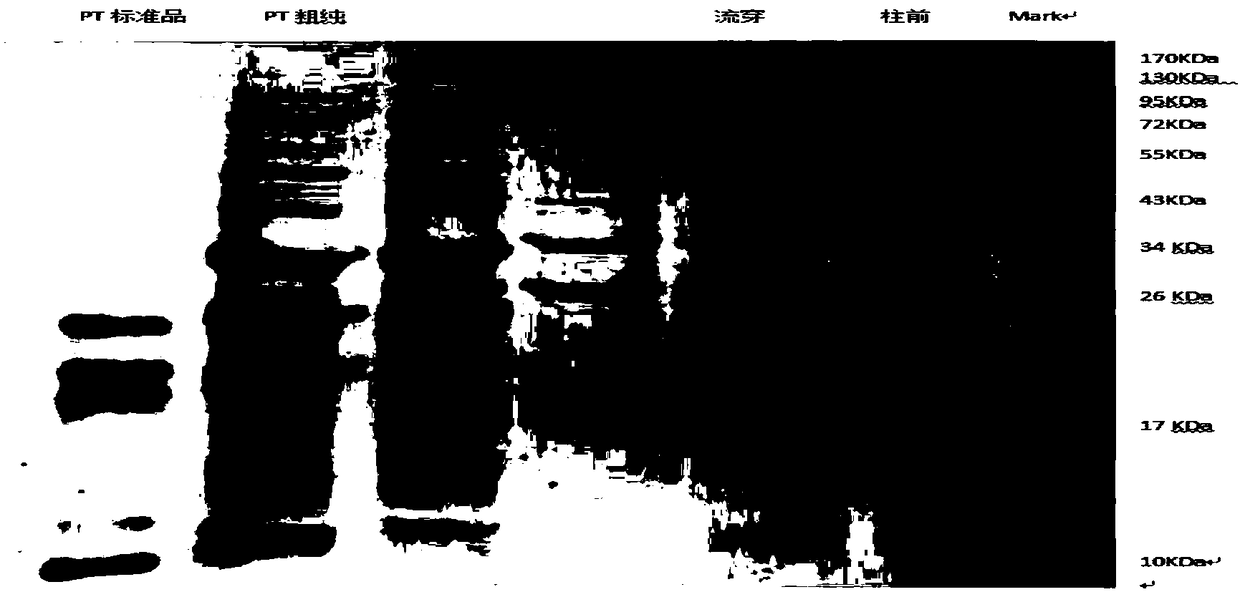 Method of separating and purifying various antigen ingredients of pertussis