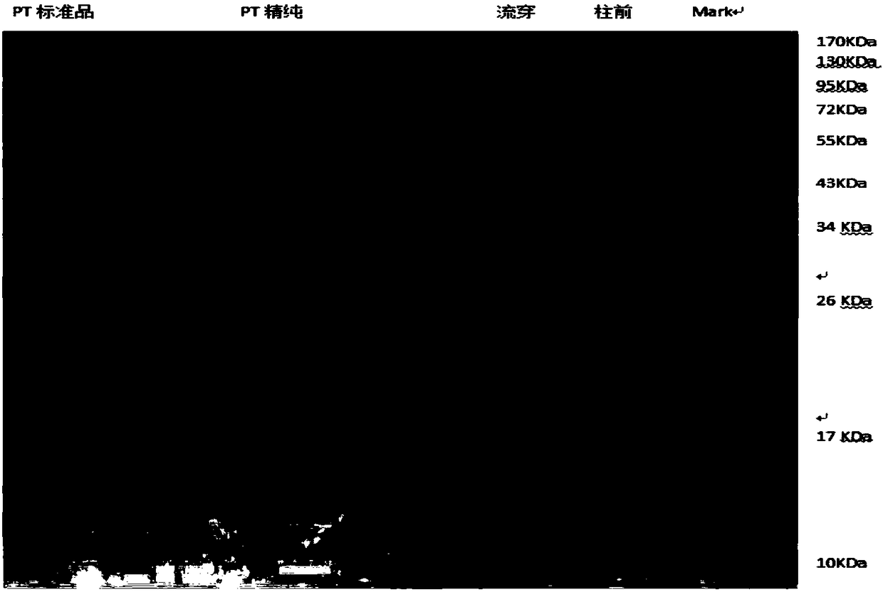 Method of separating and purifying various antigen ingredients of pertussis