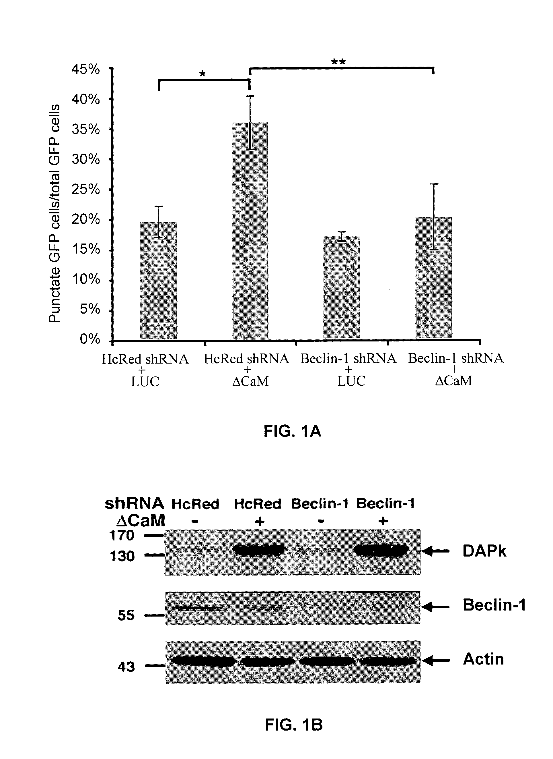 Compositions and methods for diagnosing and treating cancer and neurodegenerative diseases rlated to beclin-1