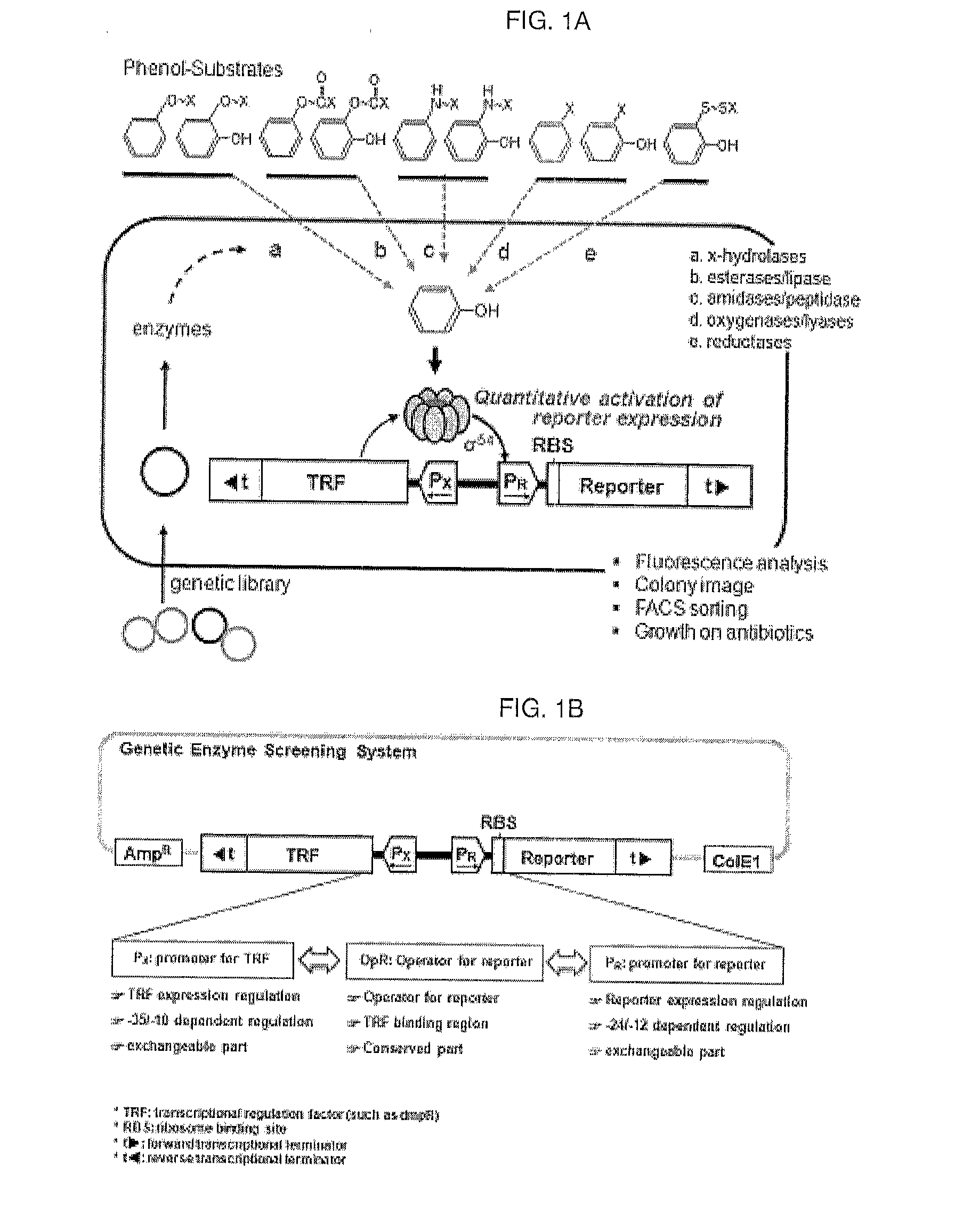 Method for screening and quantifying various enzyme activities using a genetic enzyme screening system