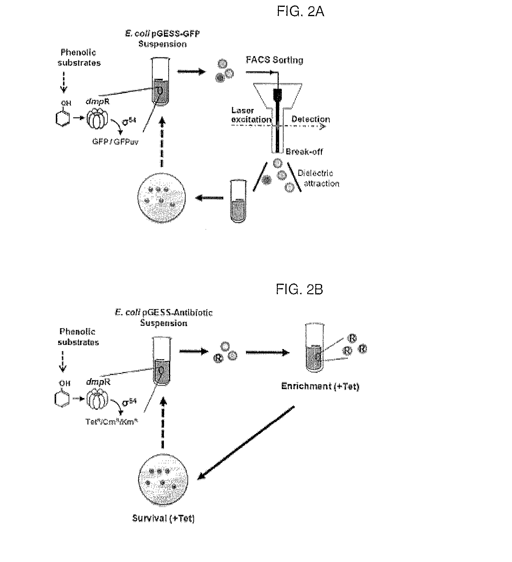 Method for screening and quantifying various enzyme activities using a genetic enzyme screening system