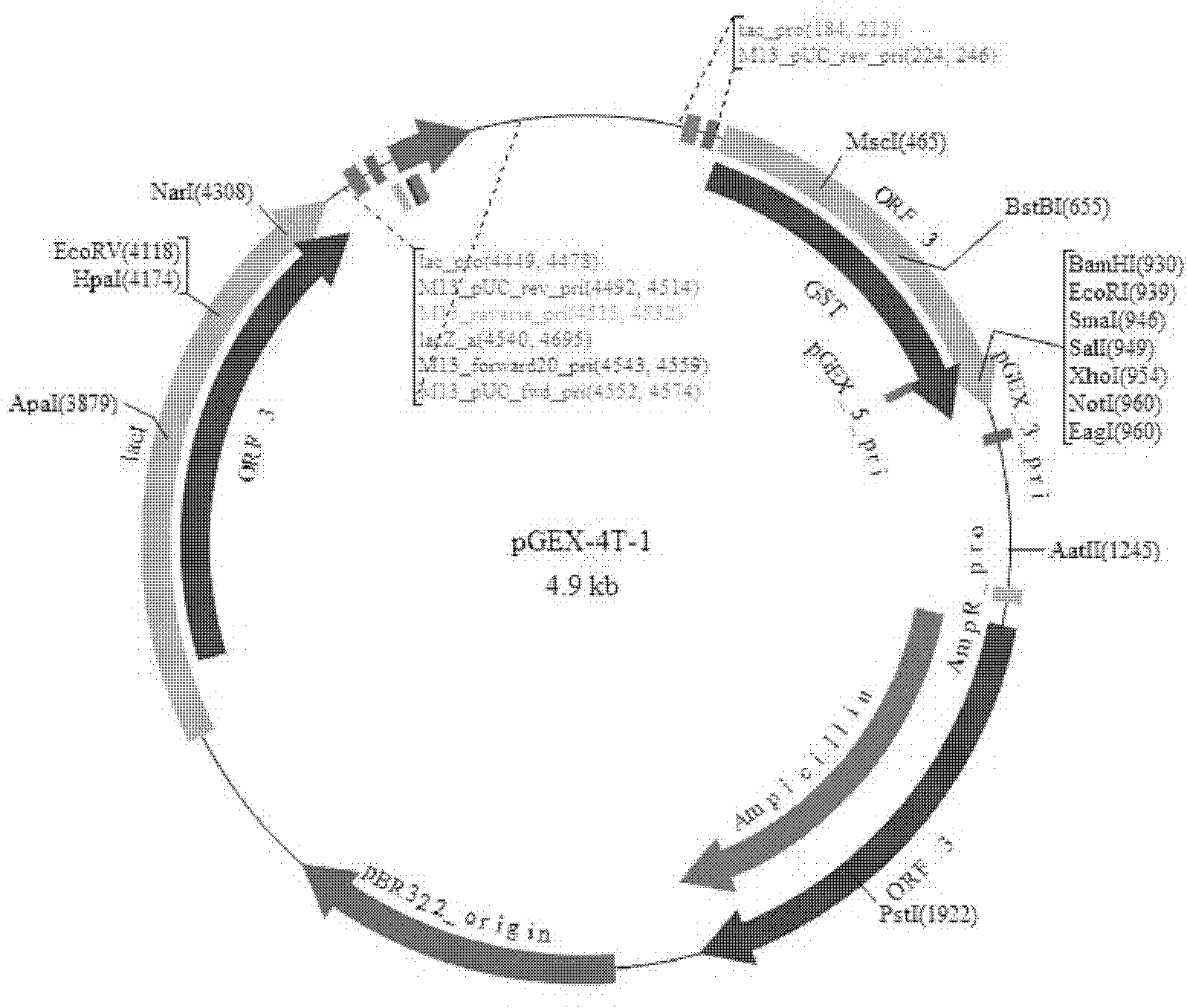 Human MCHR1 epitope domain gene expression-associated protein MCHR1-C and encoding gene thereof