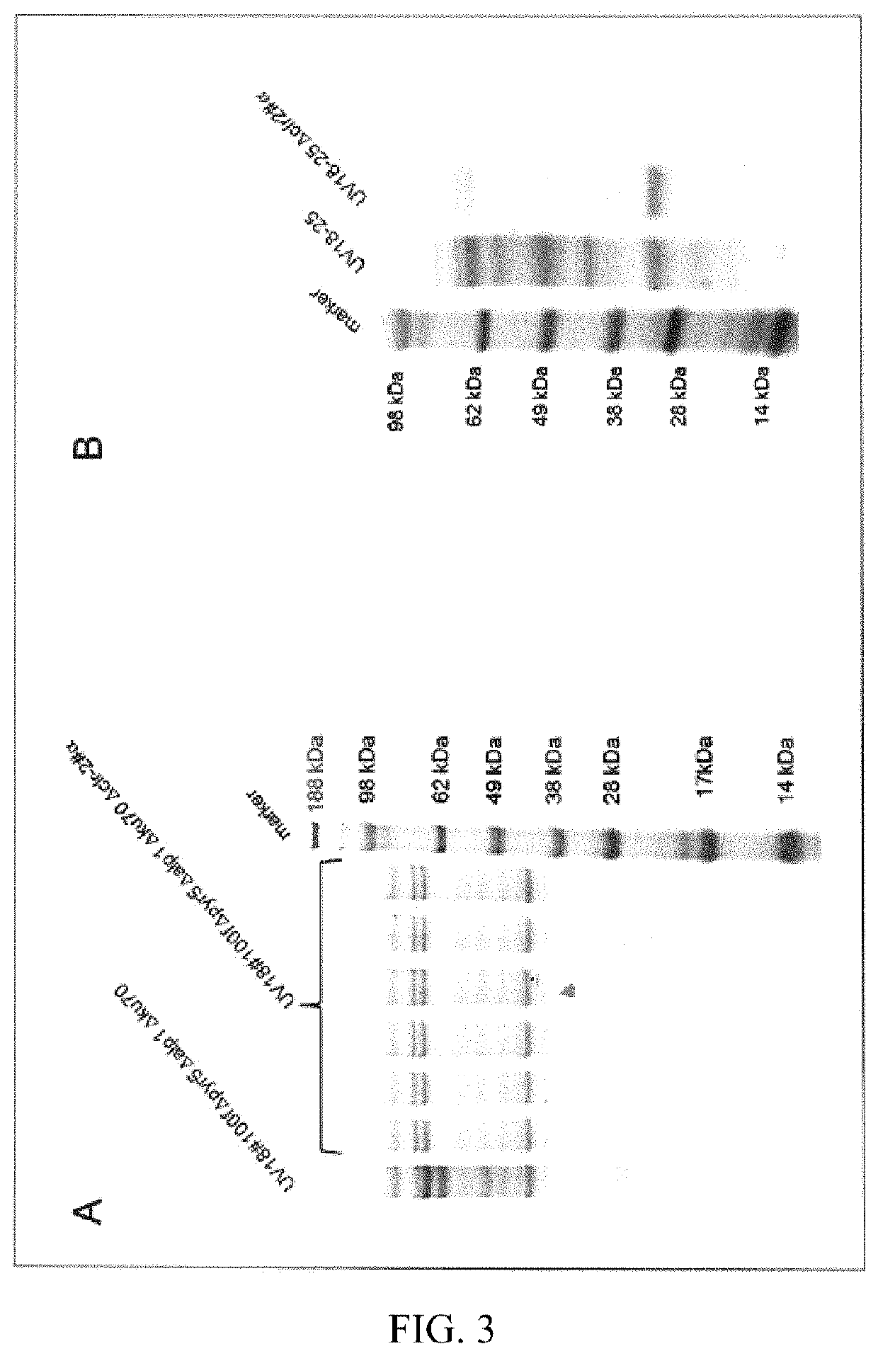 Method of producing proteins in filamentous fungi with decreased CLR2 activity