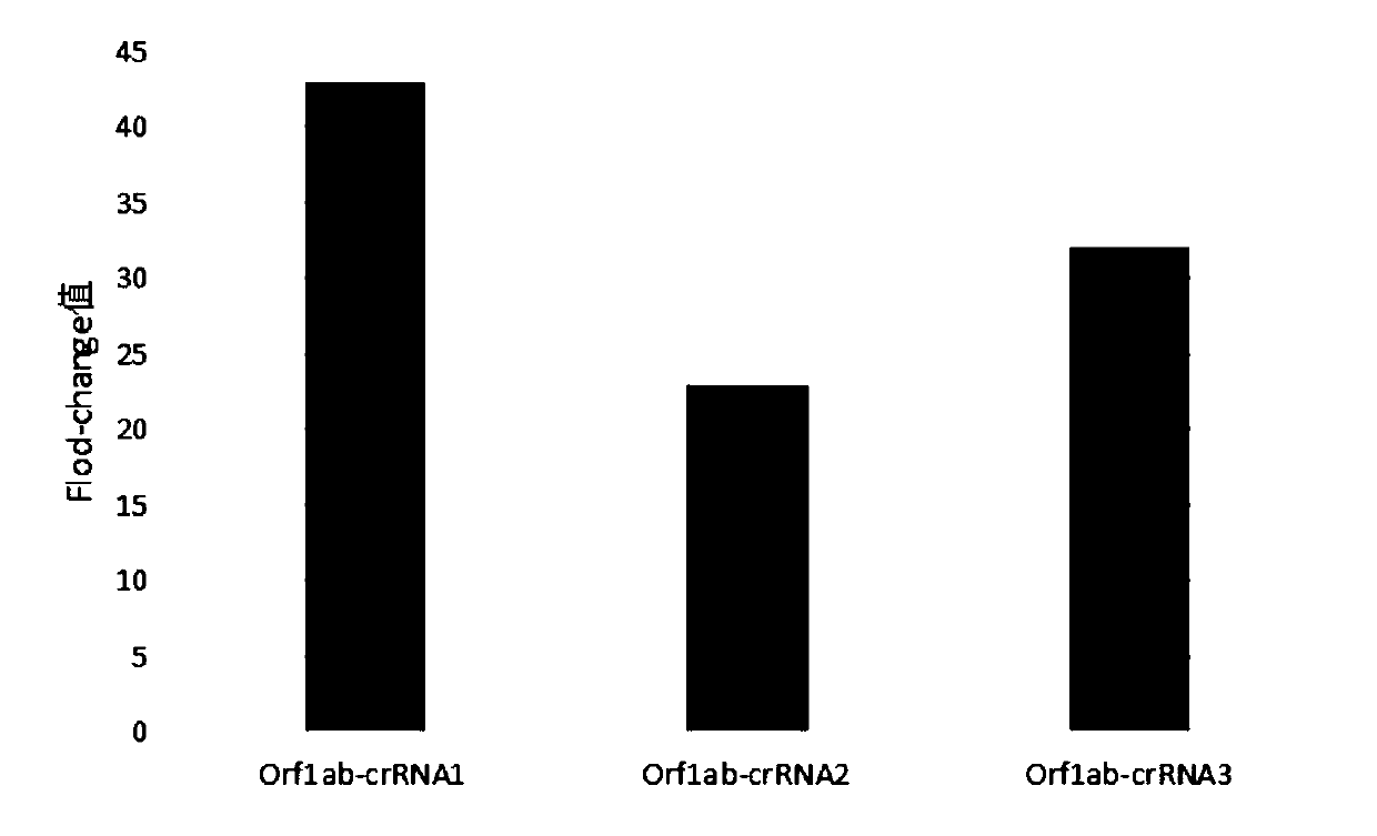 Primer group for rapid detection of 2019-nCoV based on CRISPR technology and application thereof