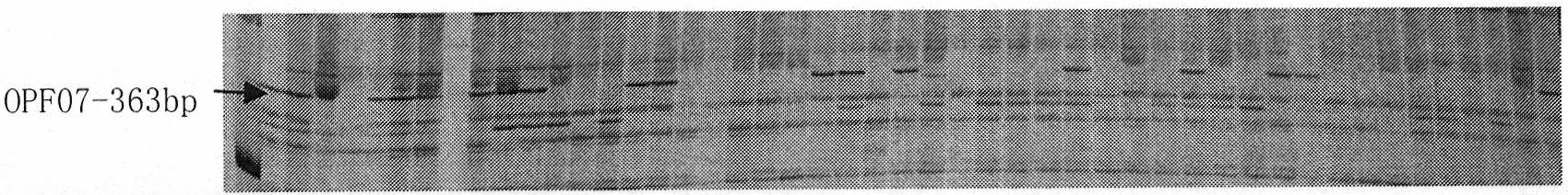 Method for introducing radish chromosomes into cabbage