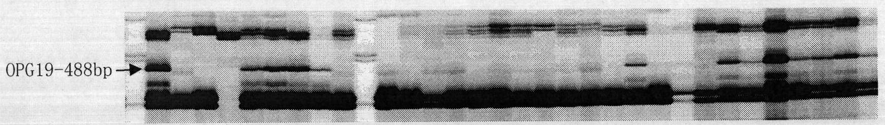 Method for introducing radish chromosomes into cabbage