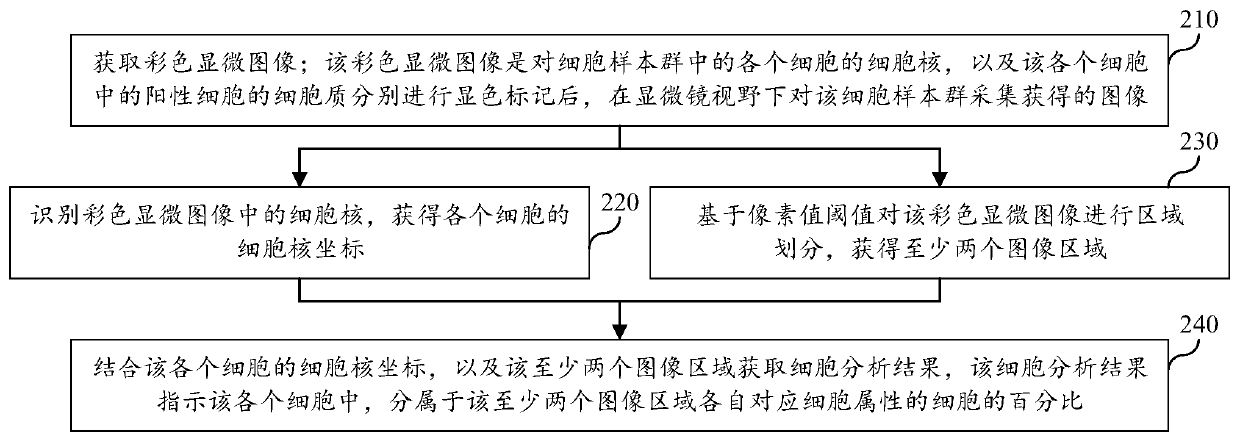 Microscopic image-based cell analysis method and device, equipment and a storage medium