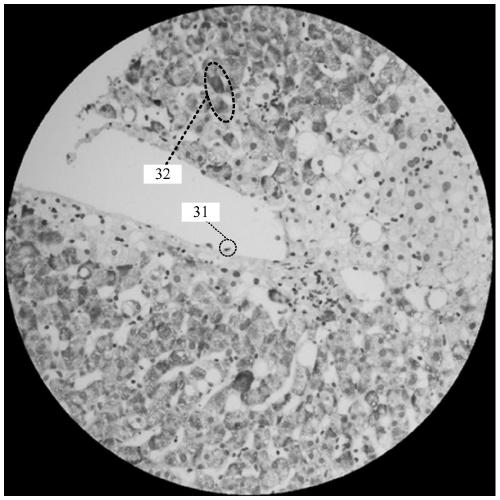 Microscopic image-based cell analysis method and device, equipment and a storage medium