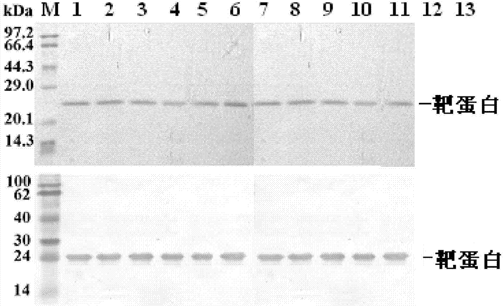 High-vitality glutathione peroxidase GPX3 (glutathione peroxidase) mutant and preparation method thereof