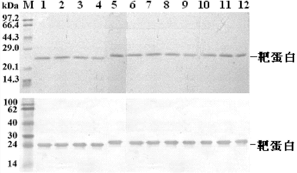 High-vitality glutathione peroxidase GPX3 (glutathione peroxidase) mutant and preparation method thereof