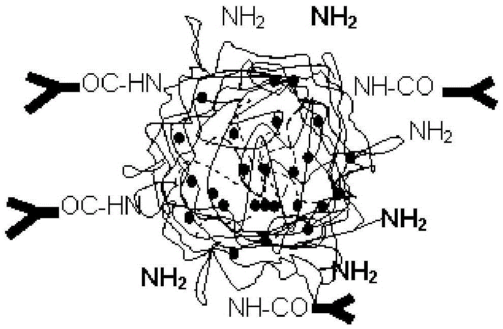 A kind of α-hed-cs-cd147 nanoparticle and its preparation method, application and preparation