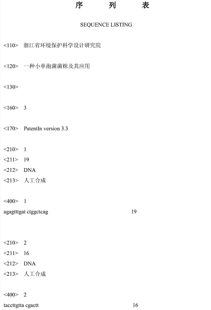 Micromonospora and application thereof