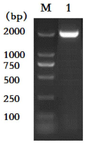 A kind of rabies virus recombinant antigen and preparation method and use thereof