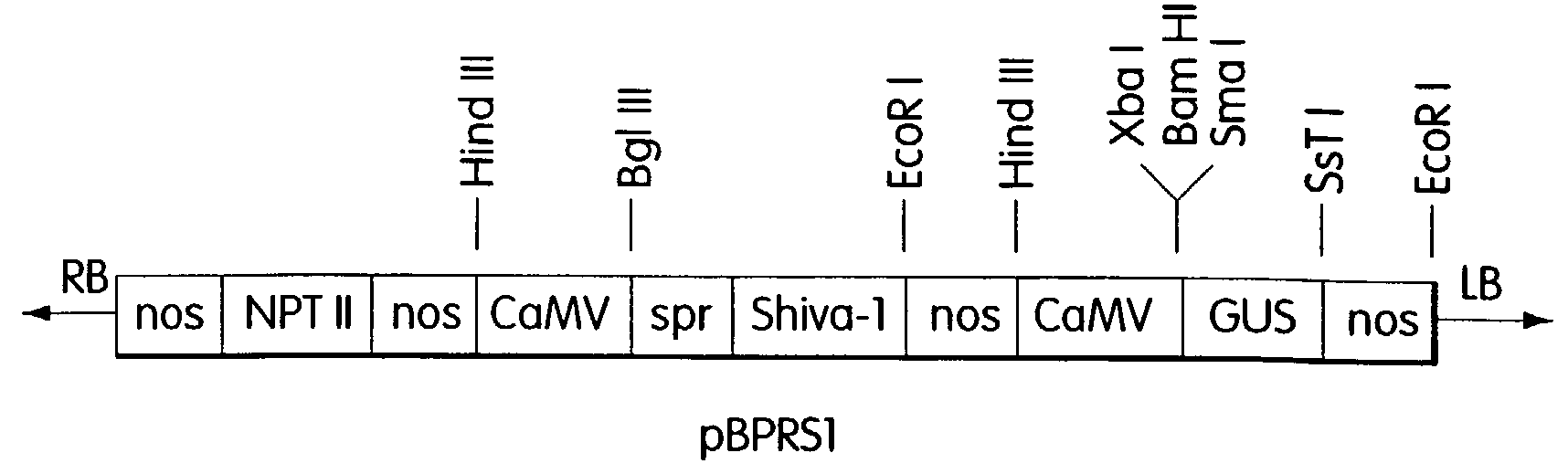 Disease resistance in <i>Vitis </i>