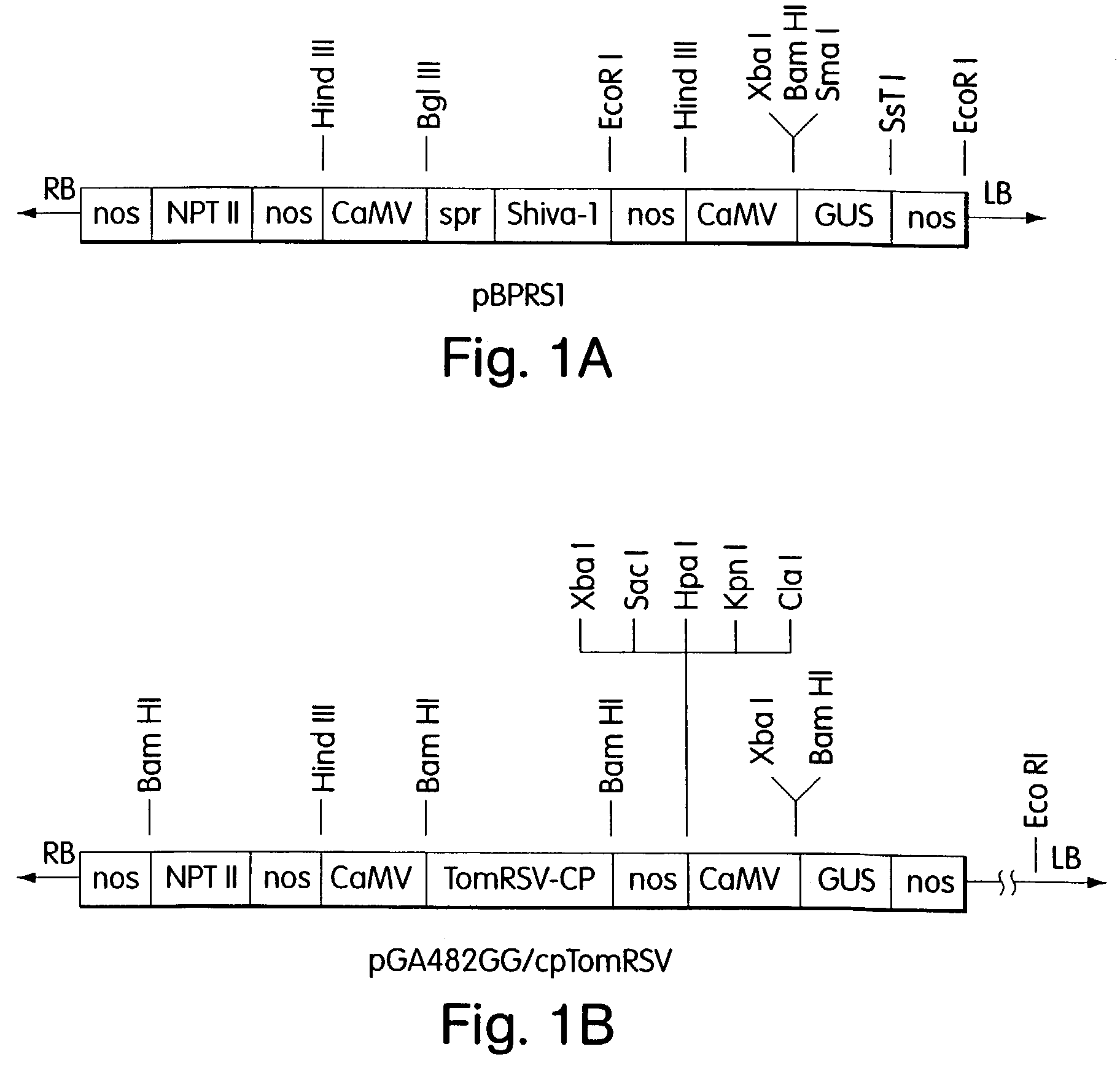 Disease resistance in <i>Vitis </i>