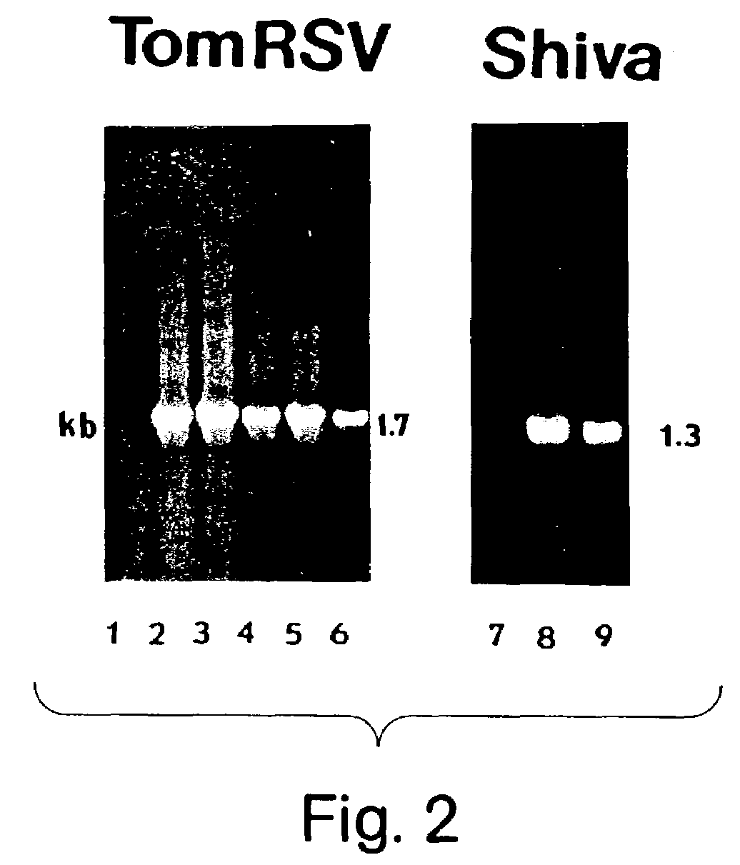 Disease resistance in <i>Vitis </i>