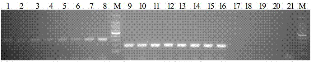 Primer group and kit for detecting and identifying clonorchis sinensis and/or haplorchis taichui