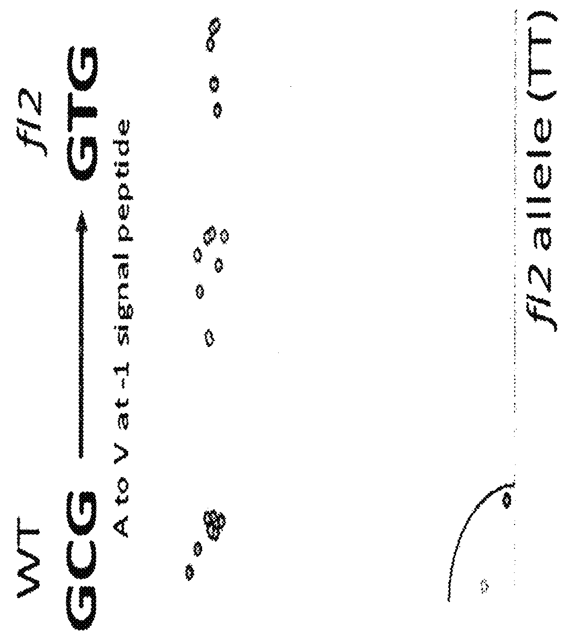 Floury 2 gene-specific assay in maize for floury (fl2) trait introgression