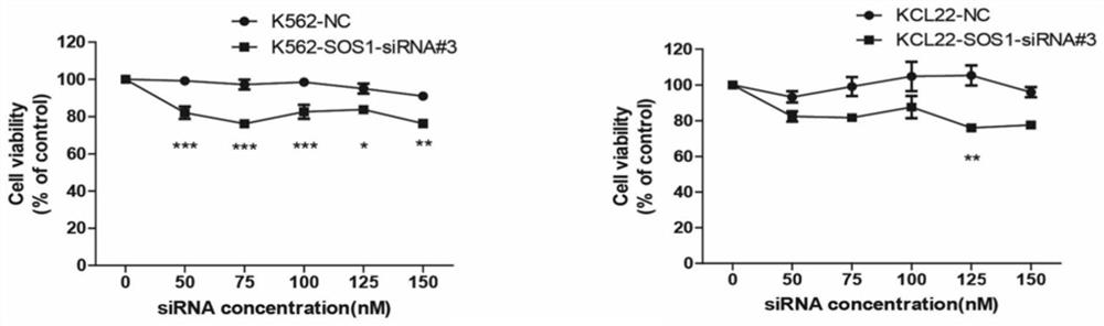 SiRNA for targeted inhibition of SOS1 gene expression and application of siRNA