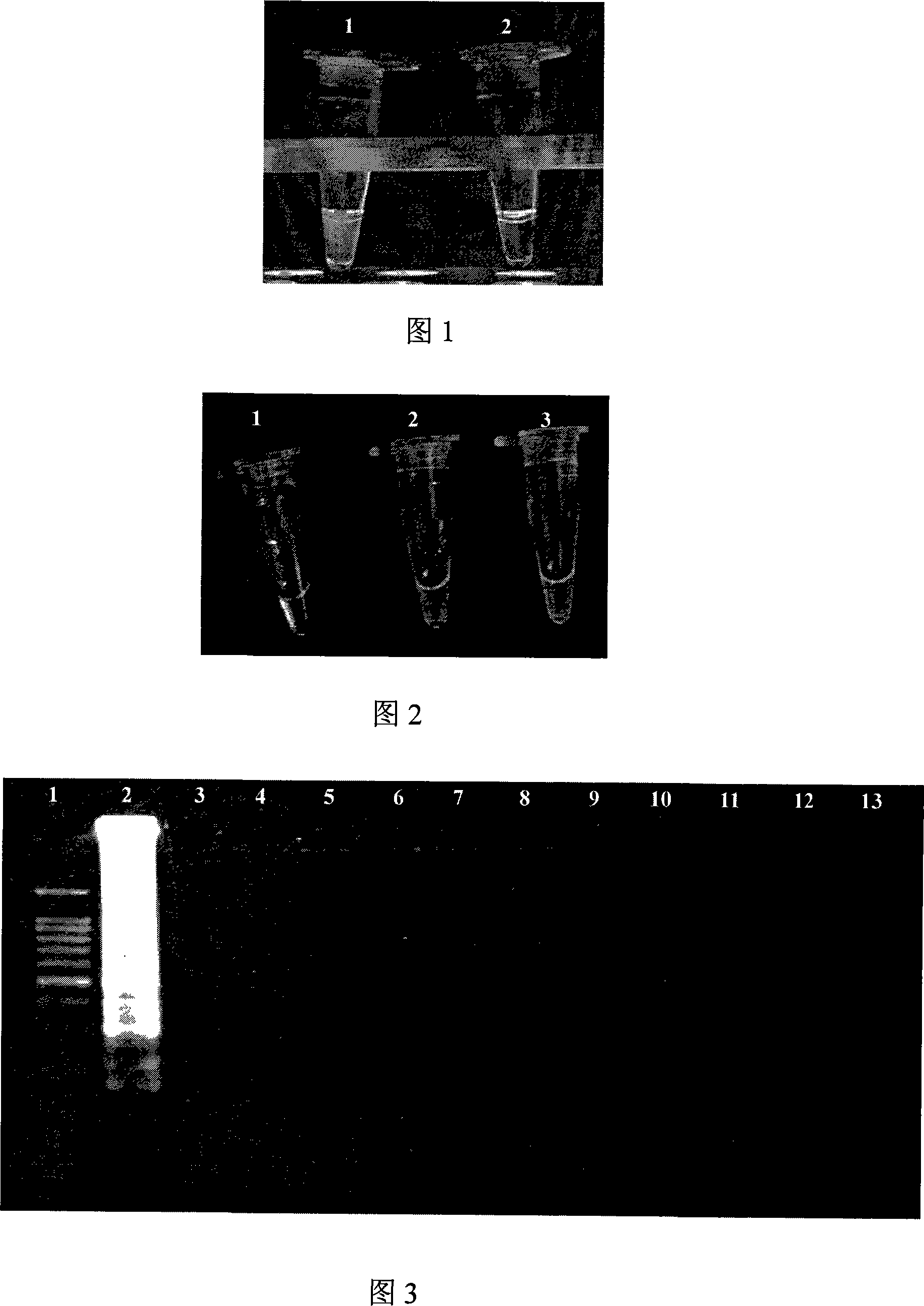 Primer, detection method and detection reagent kit for detecting bacillus coli O157:H7