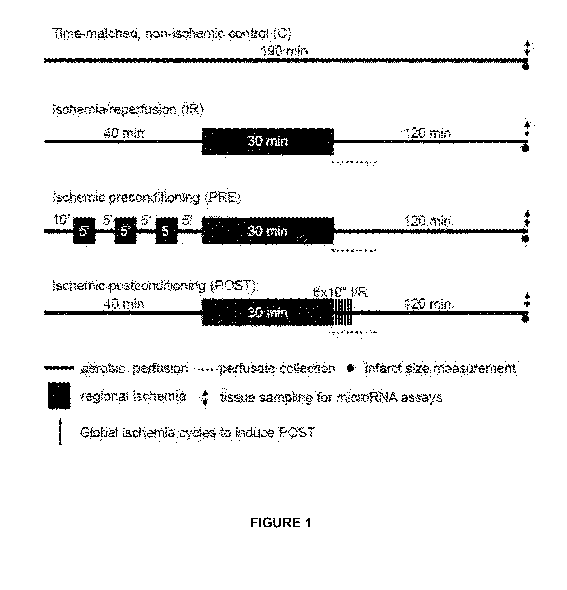 Compounds for the treatment of ischemic injury