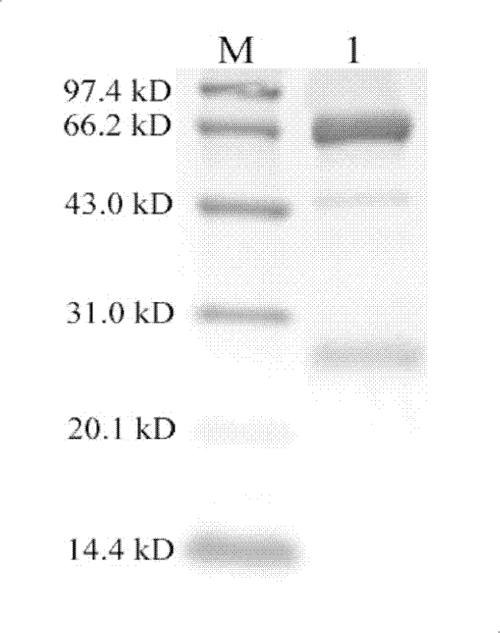 Anti-Vibrio anguillarum yolk antibody, and preparation method, titer detection method and application thereof