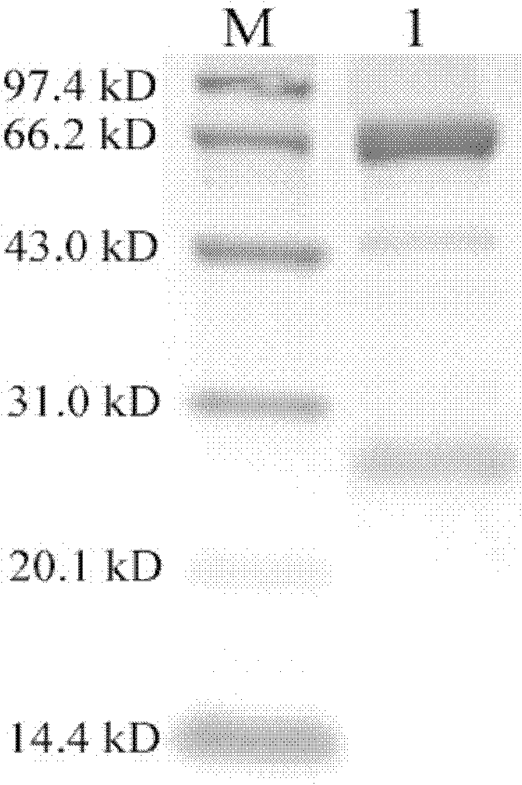 Anti-Vibrio anguillarum yolk antibody, and preparation method, titer detection method and application thereof