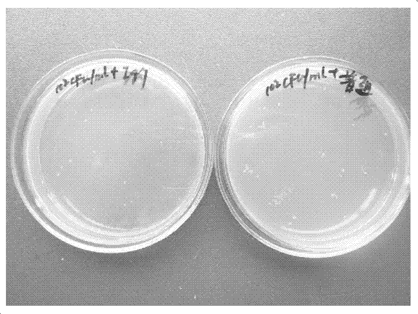 Anti-Vibrio anguillarum yolk antibody, and preparation method, titer detection method and application thereof