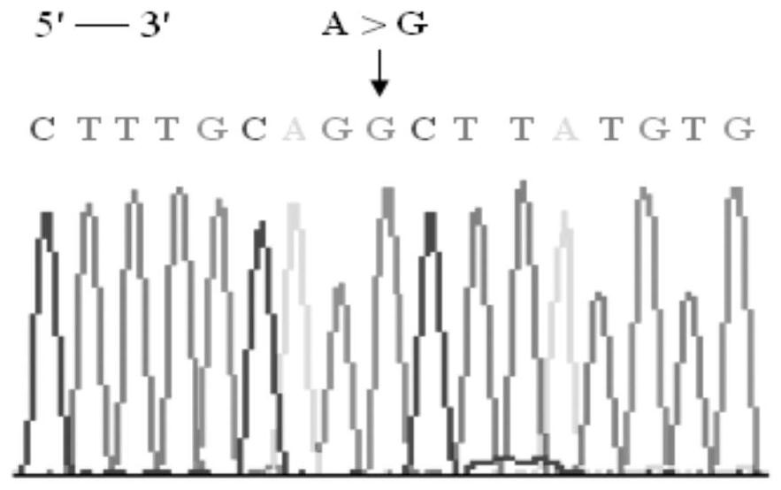 rhd-t268a mutant and its detection